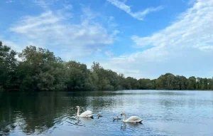 swans on a lake
